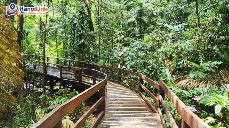 Daintree Rainforest